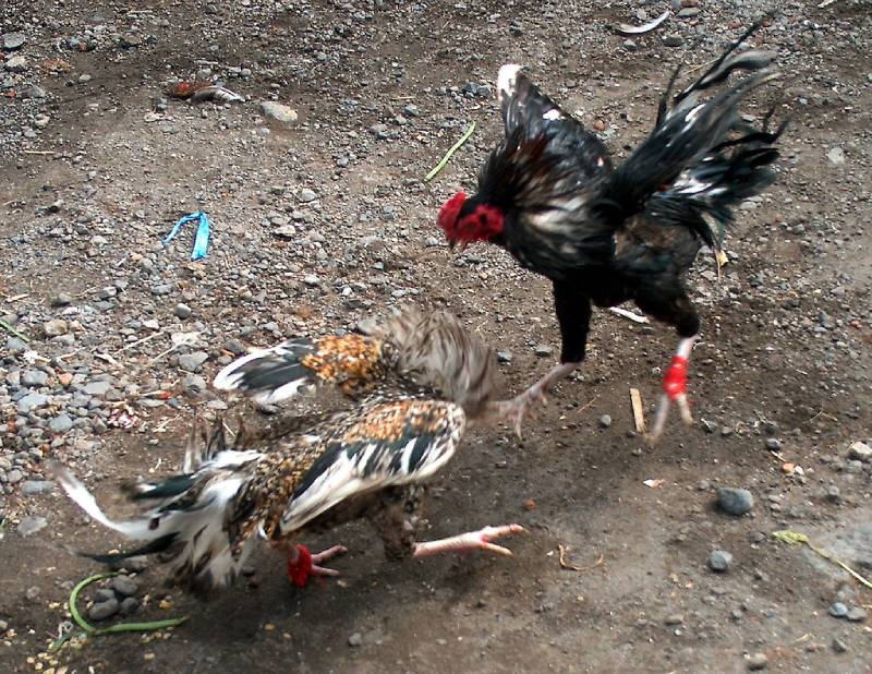 7 Chiến Thuật Chơi Đá Gà Bất Bại Từ Kê Thủ