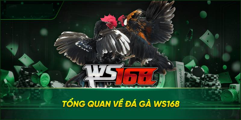 Da Ga Tai WS168 Trai Nghiem Ca Cuoc Dinh Cao Online