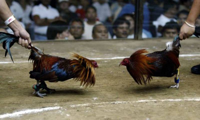 Đá gà cựa sắt là gì?
