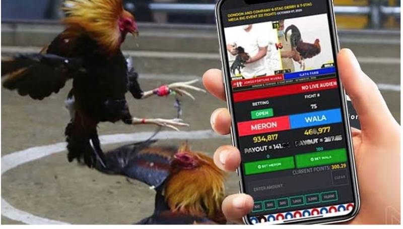 Kinh nghiệm khi chơi đá gà Thomo online cho tân binh