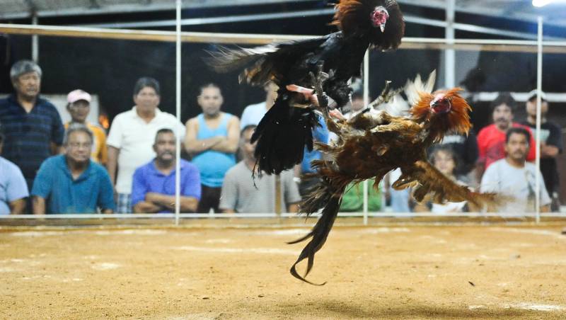 Kỹ năng và chiến thuật