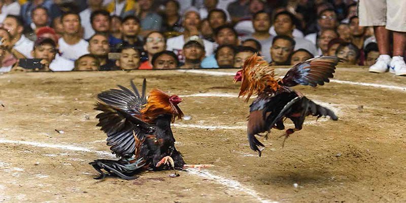 Luật chơi đá gà Thomo cần nắm rõ