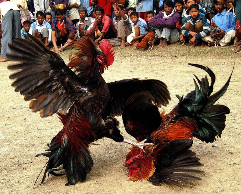 Những mẫu cựa trong đá gà cựa sắt