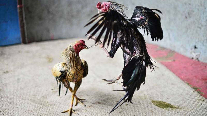 Tinh thần chiến đấu của gà chiến